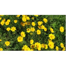 Prairie Coreopsis